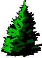 fir